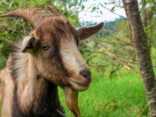A brown and black male goat grazing in a farm near the town of Arcabuco, in the central Andes of Colombia.