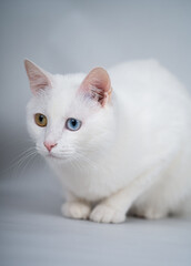 Obraz premium Beautiful white cat with bicolor eyes