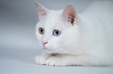 Beautiful white cat with bicolor eyes