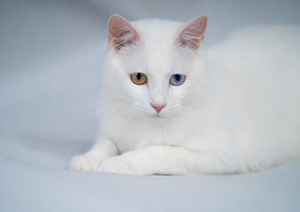 Beautiful white cat with bicolor eyes