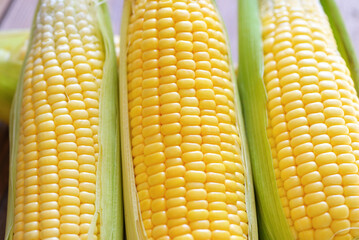 Fresh cor on cob on wooden background, Harvest ripe corn organic, Sweet corn for cooking food