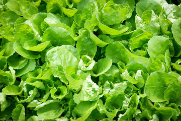 Vegetables from organic farms fresh green cos lettuce growing in the garden, lettuce organic plants on texture background agriculture organic health food nature, Chlorophyll leaf crop bio - top view