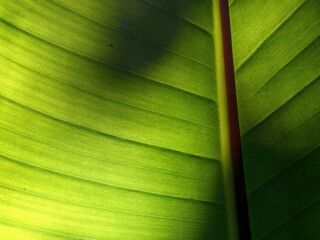 Macro photography of the veins of the leaf of a banana tree against the sun, captured in a forest near the colonial town of Villa de Leyva in central Colombia. © Mauricio Acosta
