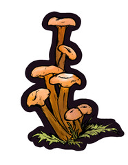 Yellow foot chanterelle 