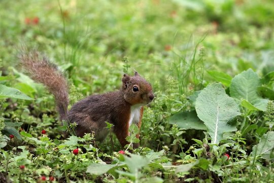 草むらに座るニホンリス