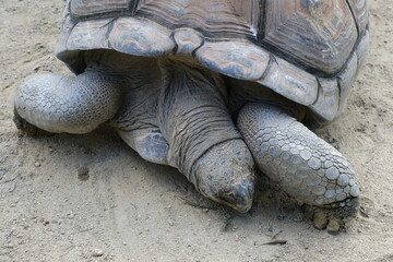 ゾウガメ　接写