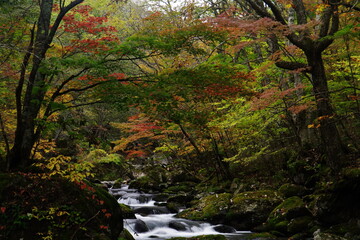 Autumn leaves scenery in Japan.
impression of hope.