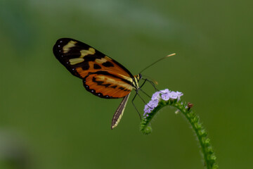 butterfly on a flower