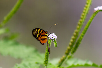 bug on a flower