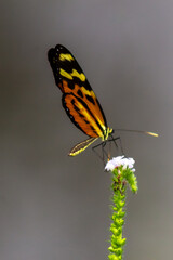 butterfly on a flower