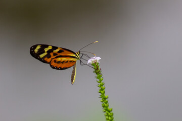 Obraz premium butterfly on a flower