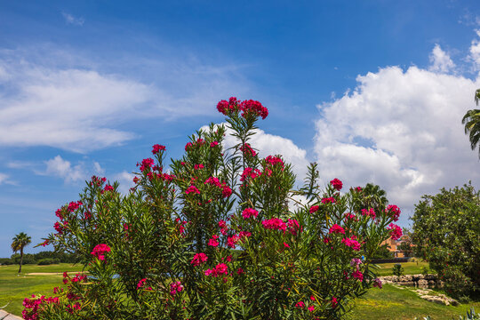 Close up view of beautiful tropical plant with oleander flowers against blue sky with white clouds. Aruba.