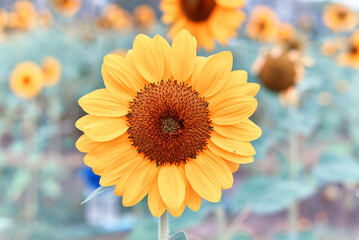 Sunflower natural background, The blooming sunflower follow the sun, Texture of yellow petal, stem, and sepal.