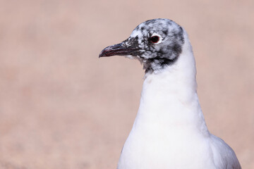 close up of a bird