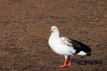 black headed gull