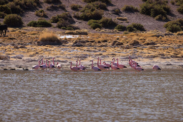 flamingos in the river