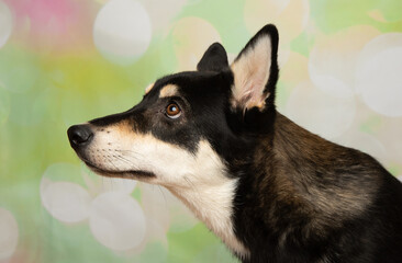 black and beige husky mix puppy dog looking up to the left close up