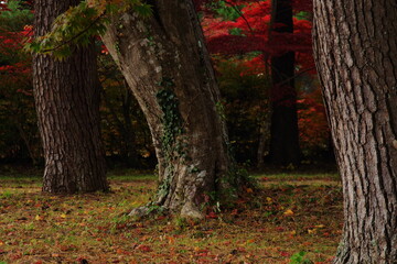 Autumn leaves scenery in Japan.
impression of hope.