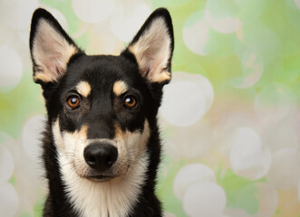 black and beige husky mix puppy dog close up head portrait
