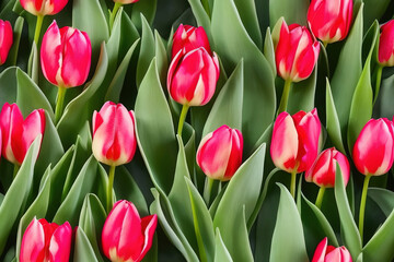 Obraz premium Colorful Dutch Tulips Seamless Background