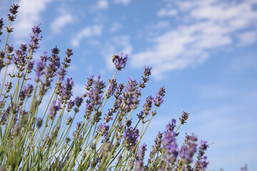 Beautiful blooming lavender field on summer day, closeup