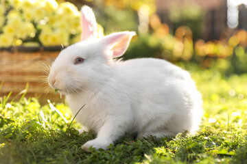 Cute white rabbit near wicker basket with flowers on grass outdoors