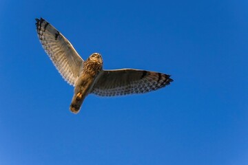 青空バックに夕日を浴びながら頭上を飛ぶコミミズク