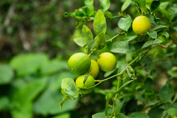 Ripe limes growing on tree branch in garden, closeup. Space for text