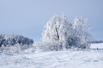 Frozen Prairie trees