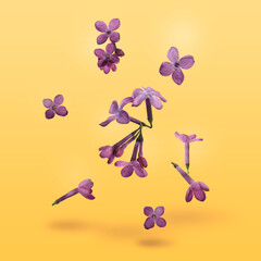 Beautiful lilac flowers falling on light orange background