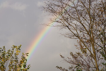 Landscape with rainbow and trees.
impression of hope.