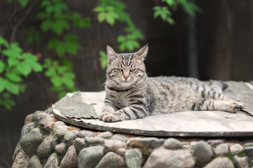 Lazy young tabby cat resting in summer garden - obrazy, fototapety, plakaty