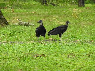 country vulture in the grass