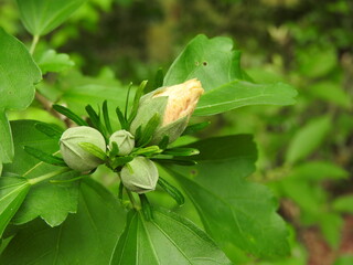 yellow flower with green buds