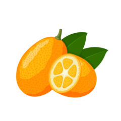 Vector illustration, kumquat or Citrus japonica, isolated on white background.