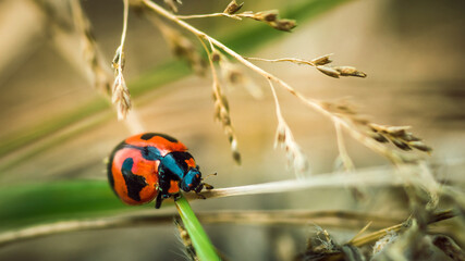 Red Ladybugs on green leaf and nature blurred background.