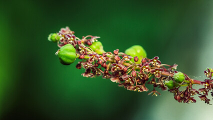 Close up of Star gooseberry and flower is fresh organic natural in the garden.