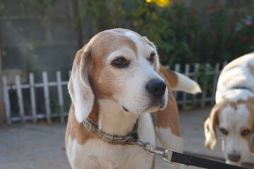 dog waited for the owner in front of the house.