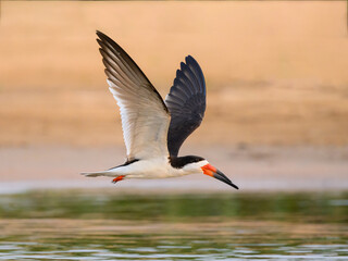 Black Skimmer in flight over river in  Pantanal, Brazil