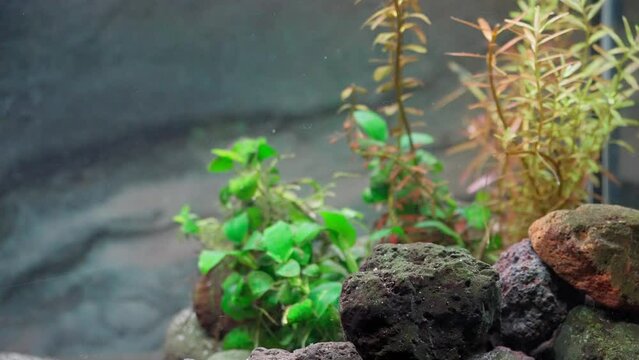 ミッキーマウスプラティとラスボラの混泳