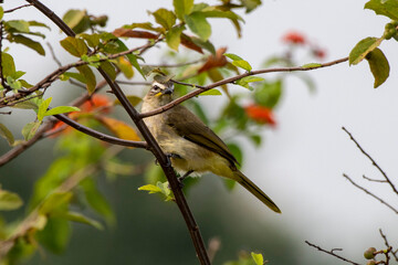 White-browed bulbul or Pycnonotus luteolus observed in Hampi in Karnataka India