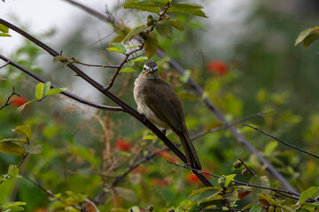 White-browed bulbul or Pycnonotus luteolus observed in Hampi in Karnataka India