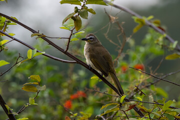 White-browed bulbul or Pycnonotus luteolus observed in Hampi in Karnataka India