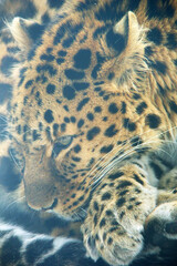 Leopard sleeping in dim light
