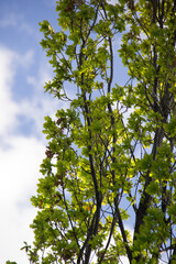 green leaves against the sky
