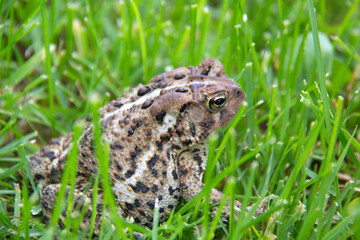 Portait of a toad ; Toad hiding in the grass