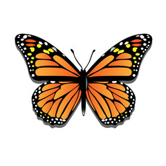 Fototapeta na wymiar Open Wings Butterfly in Vector