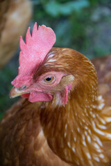 Close up of a brown and red chicken ; Profile of a chicken
