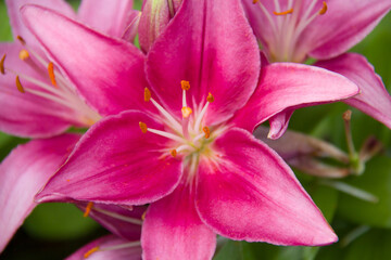 close up of pink lily