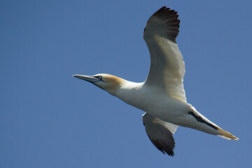 Flying gannet on a blue sky